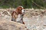 CAVALIER KING CHARLES 196